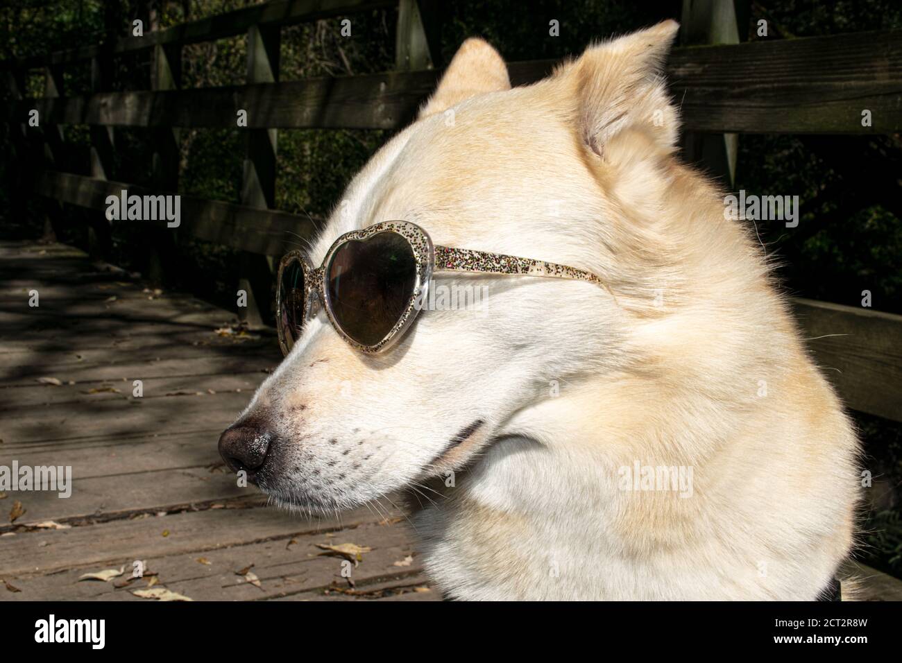 Dog wearing heart shaped sunglasses Stock Photo Alamy