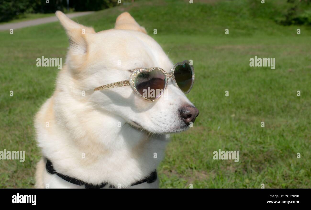 Dog wearing heart shaped sunglasses Stock Photo