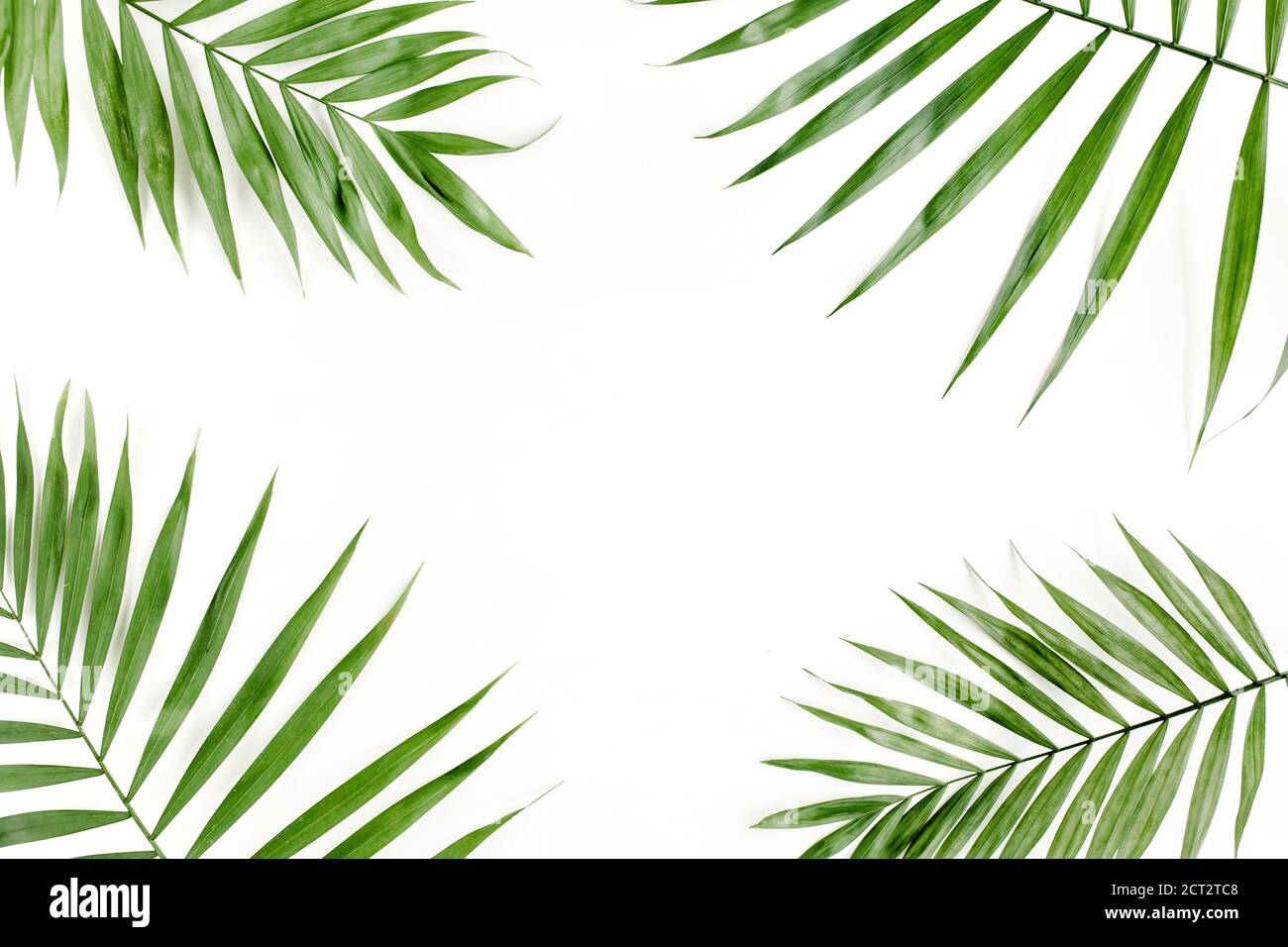 Tropical green palm leaf on white background. flat lay, top view Stock ...
