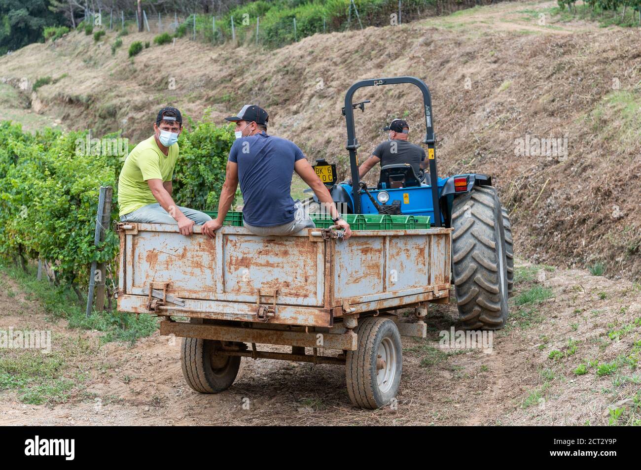 Inmates working in vineyard, Gorgona prison, Tuscany, Italy Stock Photo