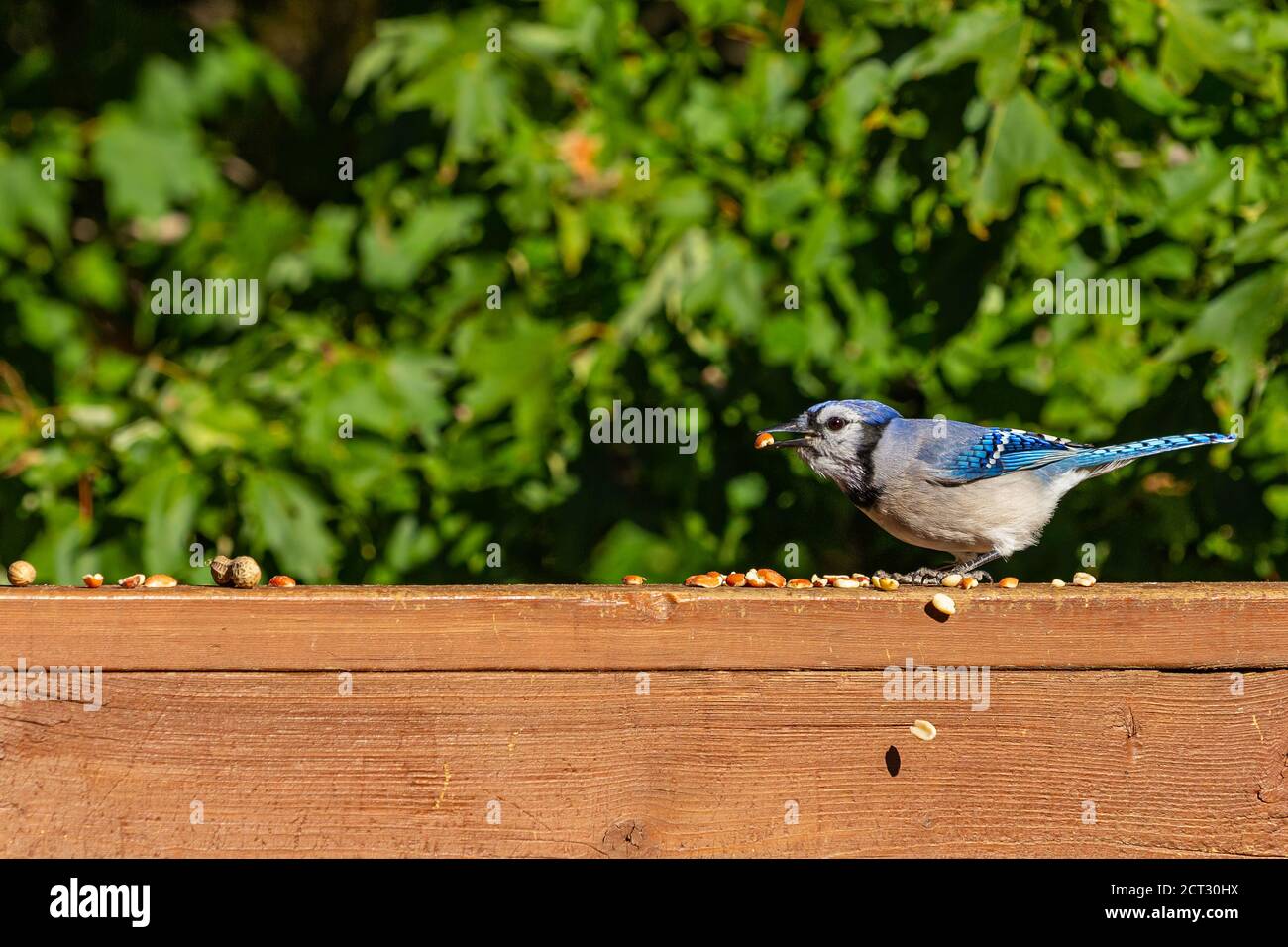 Blue jay eating peanuts on a wooden railing. Stock Photo