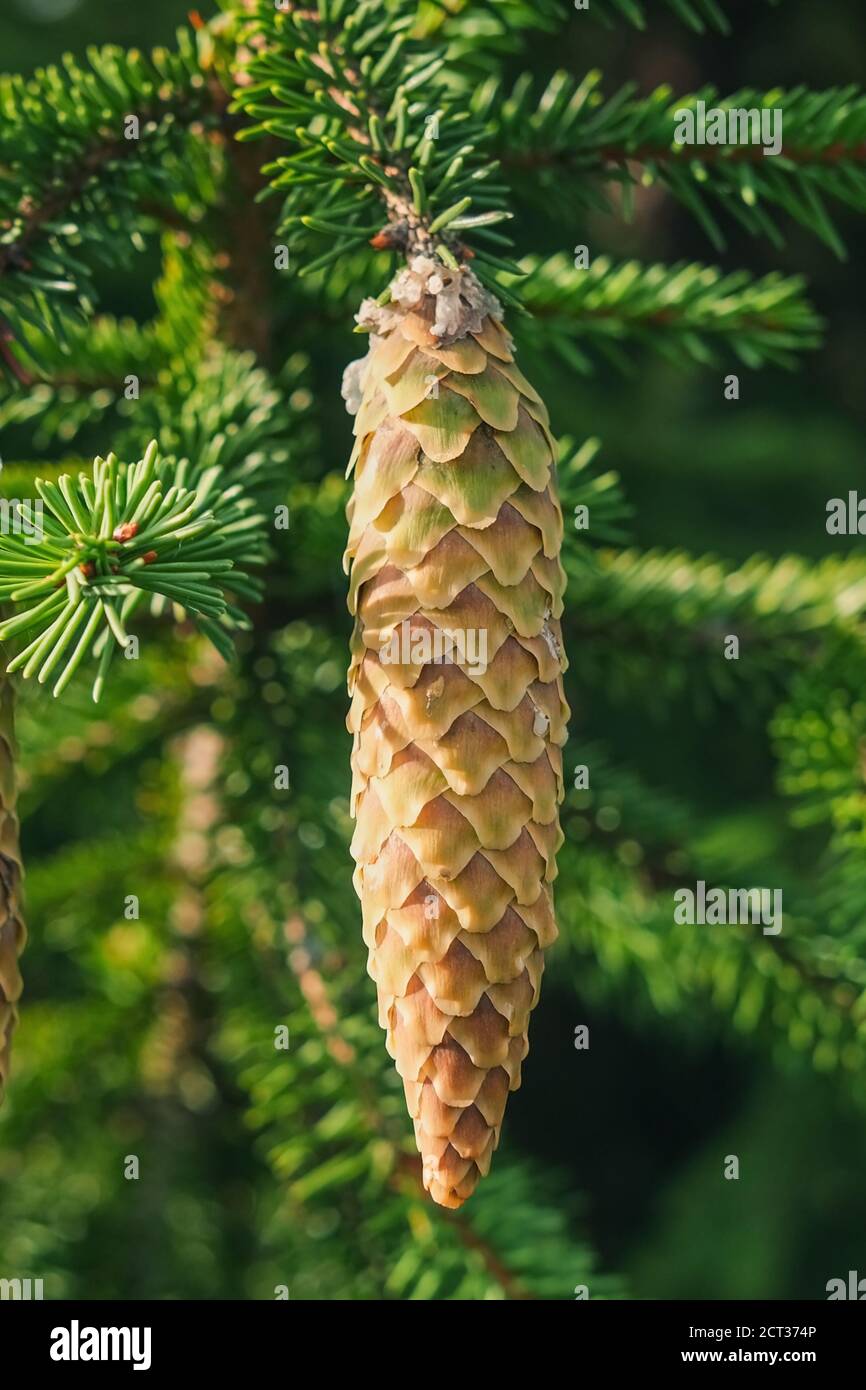 Picea abies or the Norway spruce or European Spruce branche with young long cones with traces of leaking white resin on green blurred background. Stock Photo