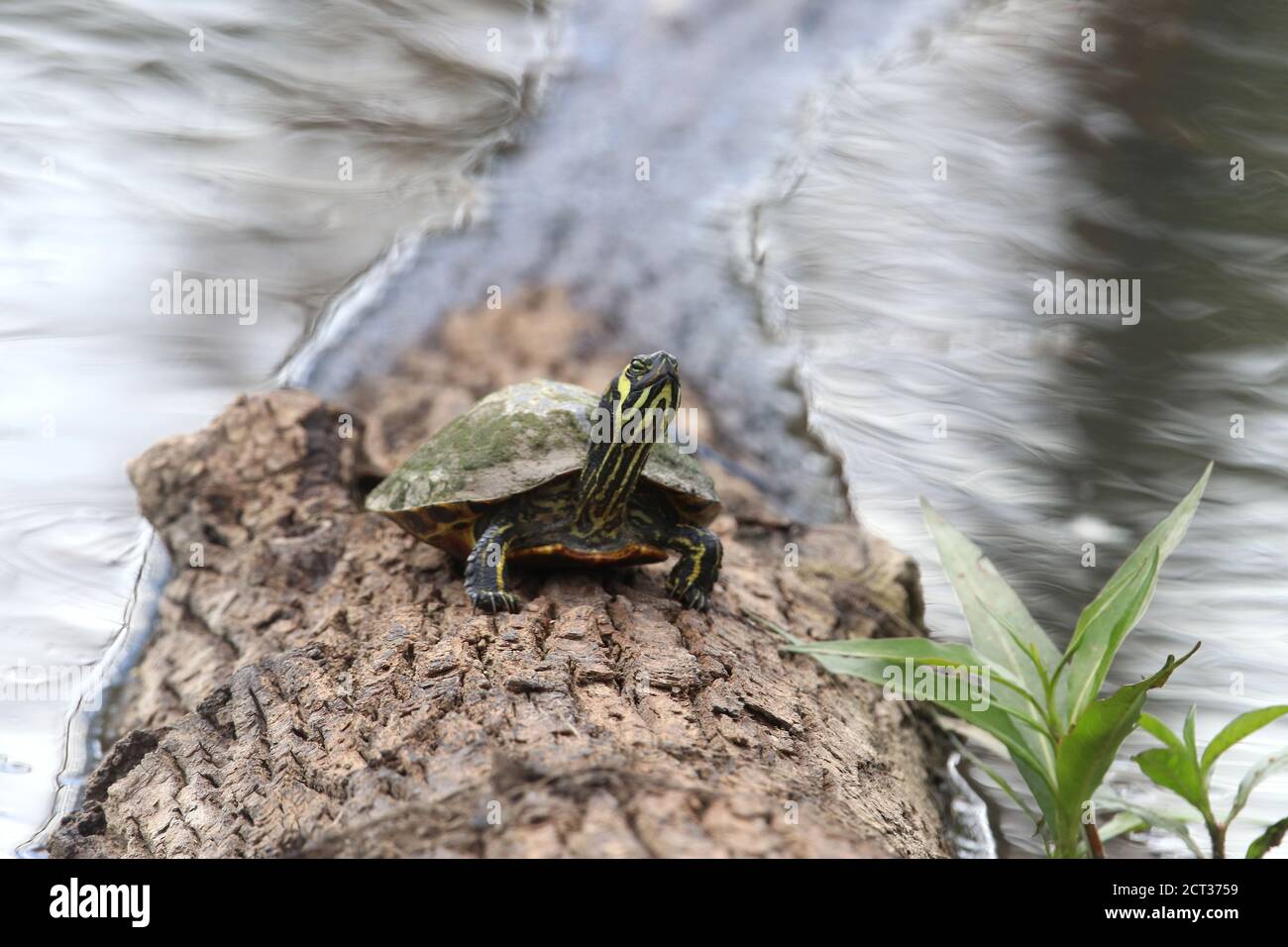 One of the most common and widespread turtles in north hires stock