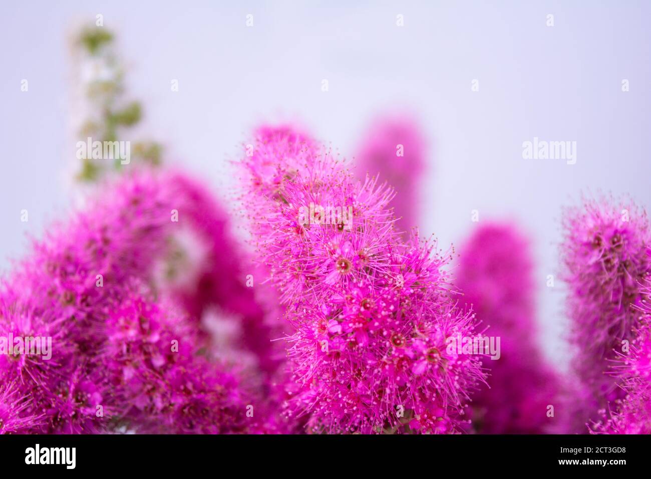 Pink Spirea flowers on bush. Spiraea flowers decorative gardening and forestry management. Blooming plant of Pink Spirea Stock Photo