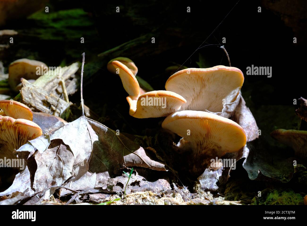 White gilled oyster like mushrooms growing on a log in a Quebec forest