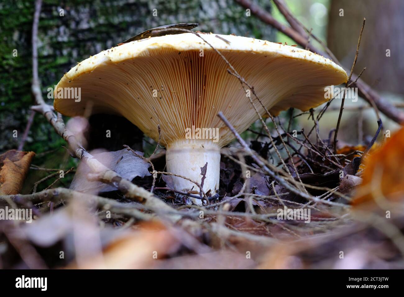 Large white capped gill fungus (Lactifluus vellereus? Russula brevipes?) thrusting up through the forest floor leaf litter in Val-des-Monts, Quebec. Stock Photo