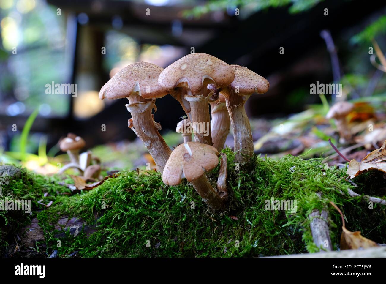 Small clump of brown cap mushroom (Armillaria lutea?) looking old and tattered on a mossy log. Val-des-Monts, Quebec, Canada. Stock Photo