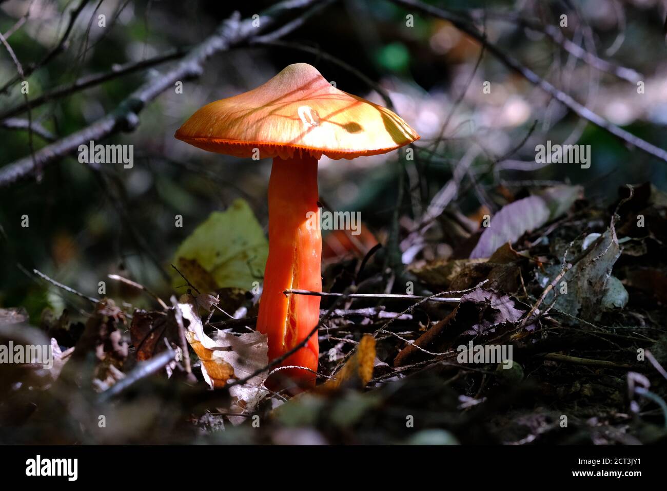 Very orange (almost red) mushroom (Hygrocybe reidii?) in the dense