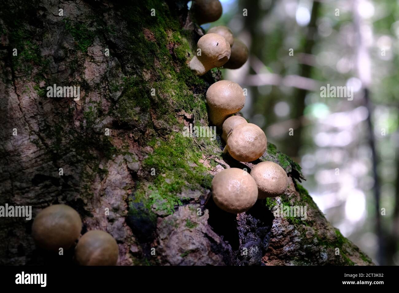 Pale brown golf ball sized puffballs growing on a mossy tree trunk in a Quebec forest, Val-des-Monts, Canada. Also dimpled like a golf ball. Stock Photo