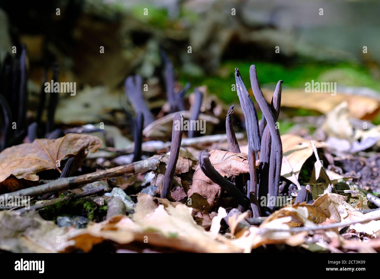 Black finger like fungus (Geoglossum difforme?) poking through the forest undergrowth in Val-des-Monts, Quebec, Canada. Stock Photo