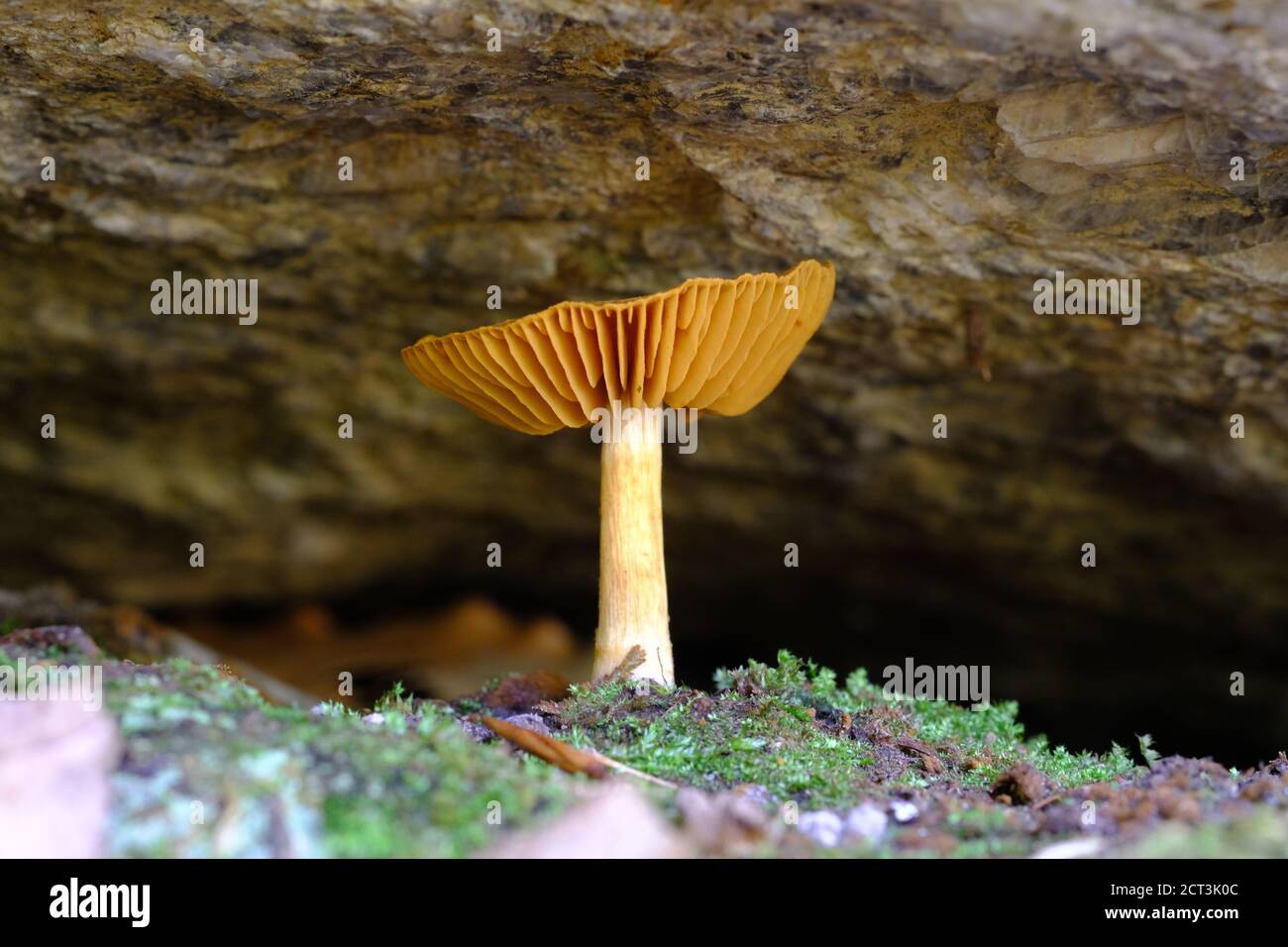 Very orange mushroom (Hygrocybe reidii?) at late stage with gills