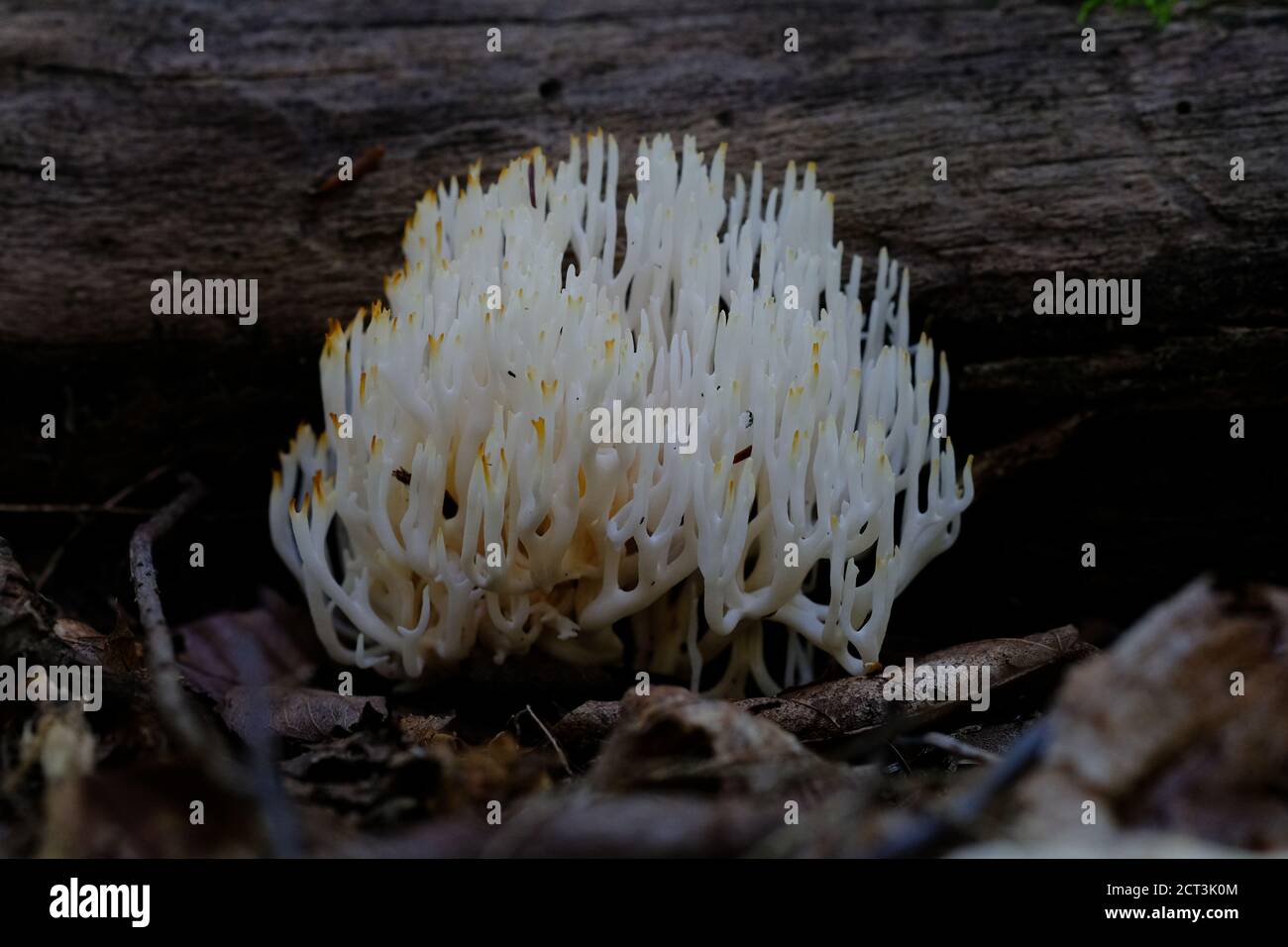 White coral fungus (Clavulina cristata) tucked under a shady log in a Quebec forest, Val-des-Monts, Canada. Stock Photo