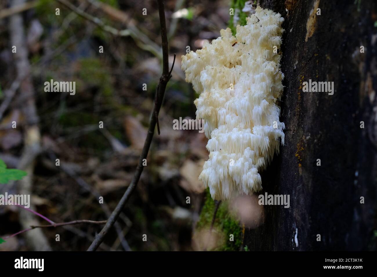 Bear's head tooth mushroom (Hericium americanum) on a mossy log in a Quebec forest, Val-des-Monts, Canada. Stock Photo