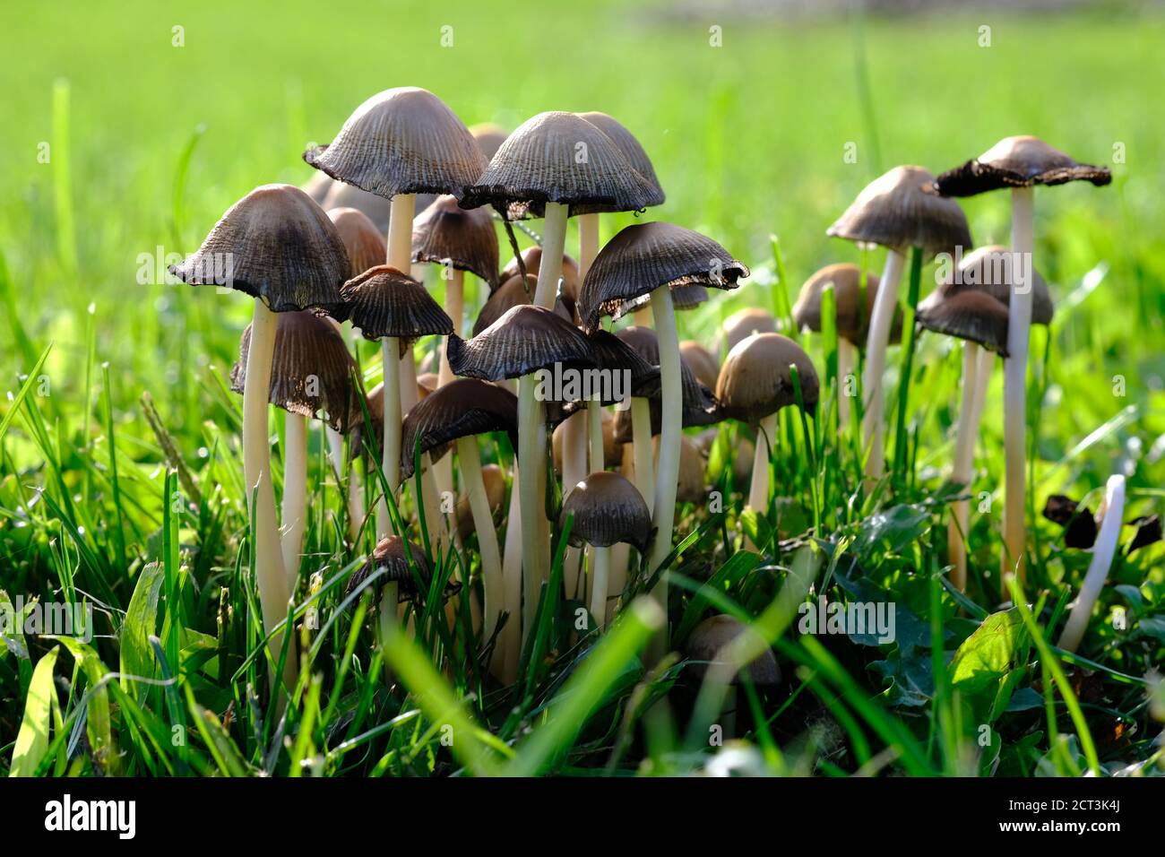 A group of oldish common ink cap mushrooms (Coprinopsis atramentaria) on a  sunny afternoon in a park in Ottawa, Ontario, Canada Stock Photo - Alamy