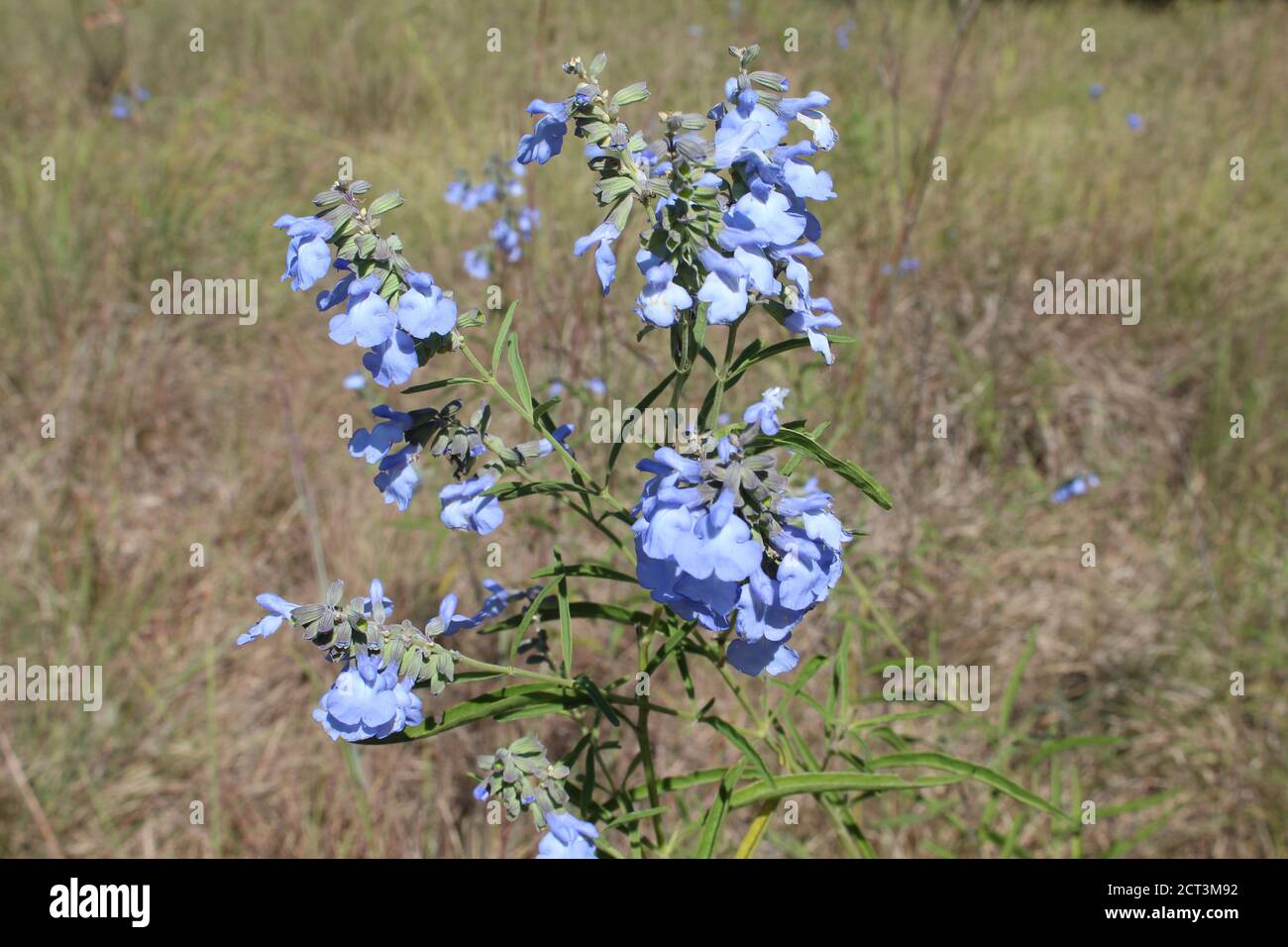 Multiple wild blue sage blooms, a threatened species in Illinois Stock Photo