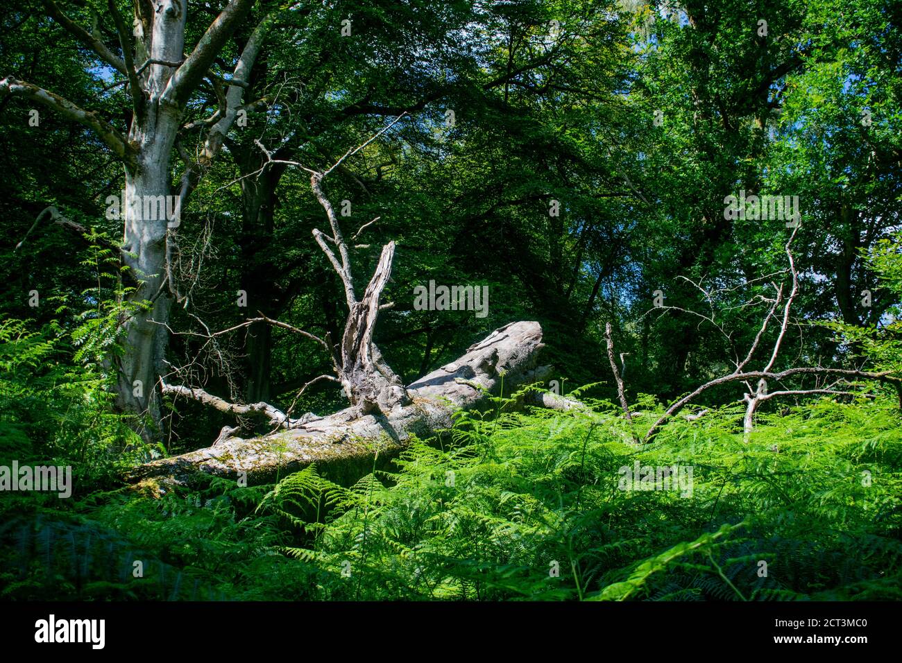 Huge fallen tree in the forest, dead laying beech decaying surrounded ...