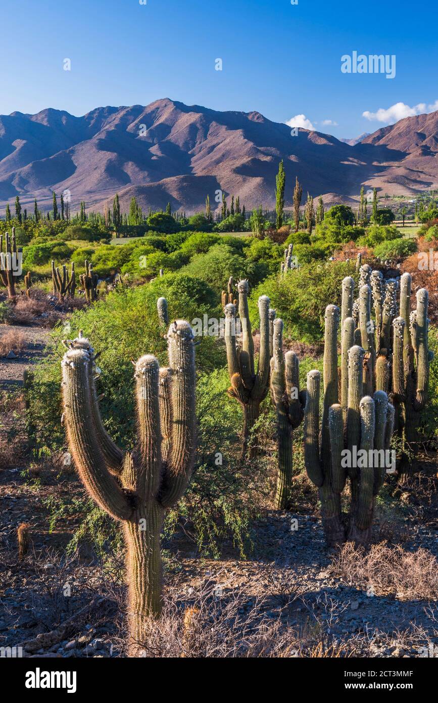 best climbing plants indoors Climbers main image 0