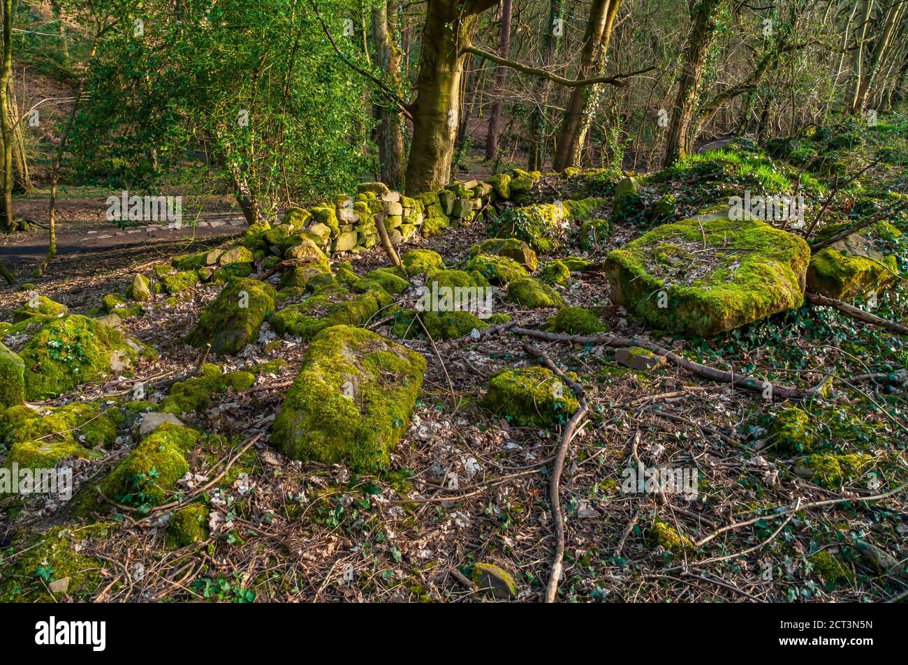 Several large gritstone boulders and a ruined old wall at Ryecroft Glen in Ecclesall Woods, ancient woodland in Sheffield. Stock Photo