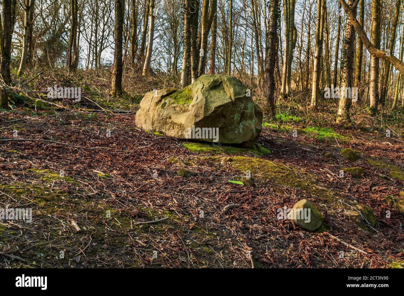 Large single gritstone boulder at Ryecroft Glen in Ecclesall Woods, ancient woodland in Sheffield. Stock Photo