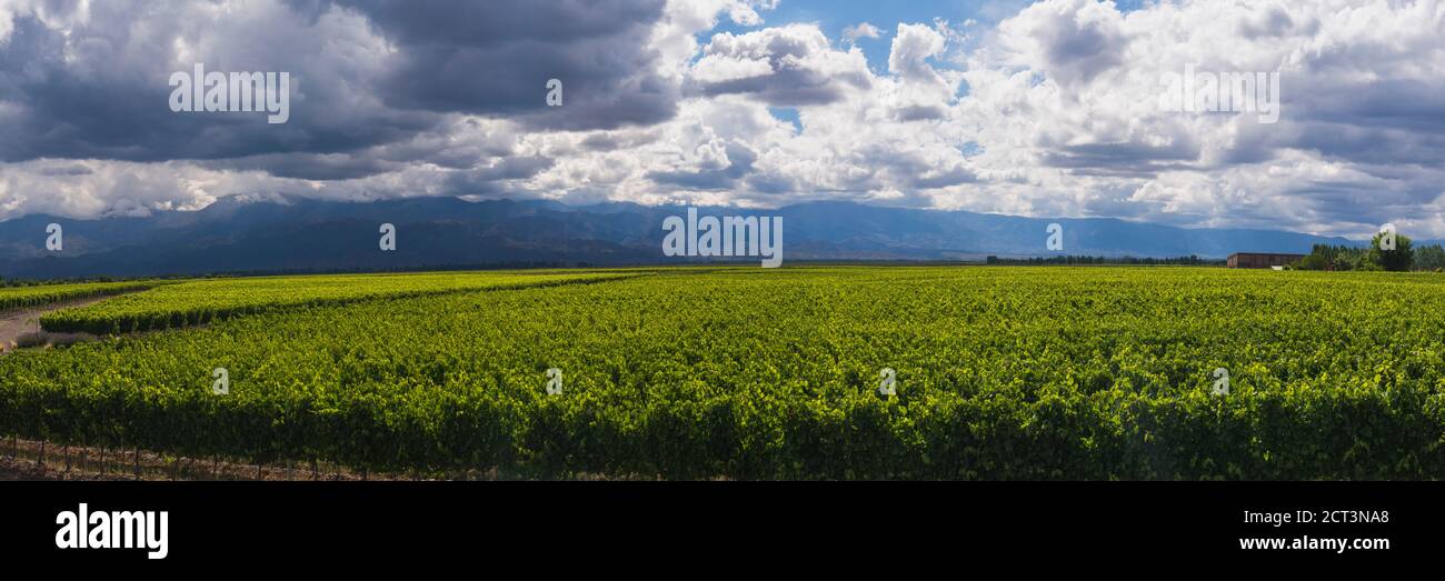 Vineyards at a winery in the Uco Valley (Valle de Uco), a wine region in Mendoza Province, Argentina, South America Stock Photo