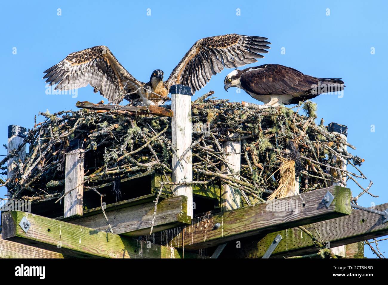 Young Osprey (pandion haliaetus) trying out wings at nest on an