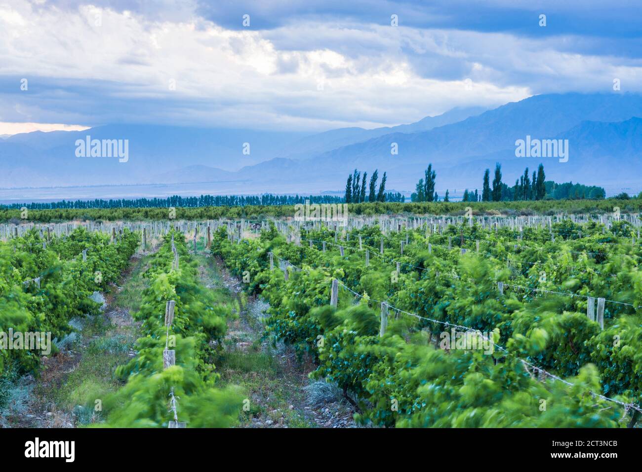 Vineyards and Andes mountains at sunset at a winery in Uco Valley (Valle de Uco), a wine region in Mendoza Province, Argentina, South America Stock Photo
