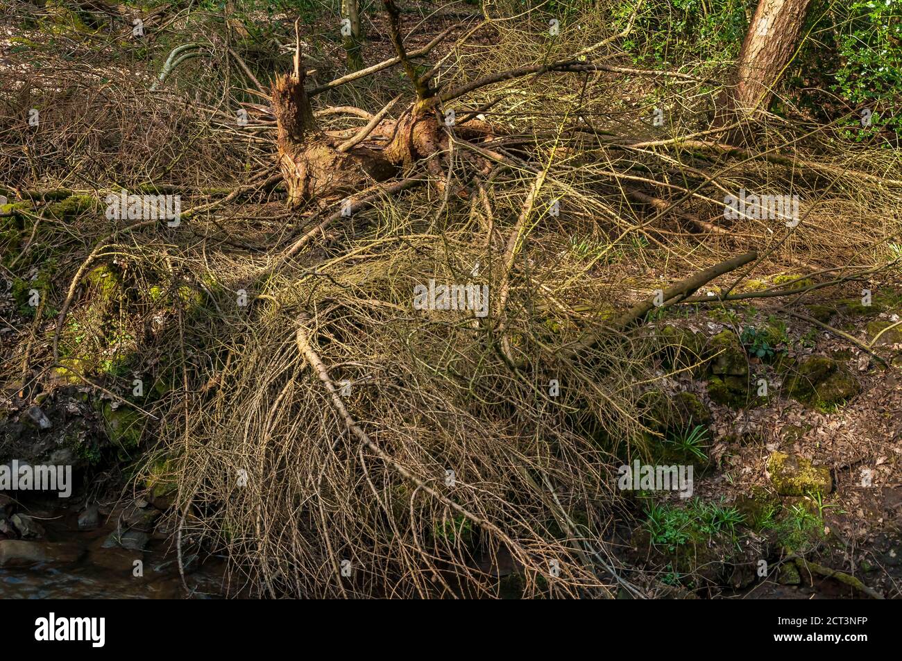 Tangled and fallen trees at Ryecroft Glen in Ecclesall Woods, ancient woodland in Sheffield. Stock Photo