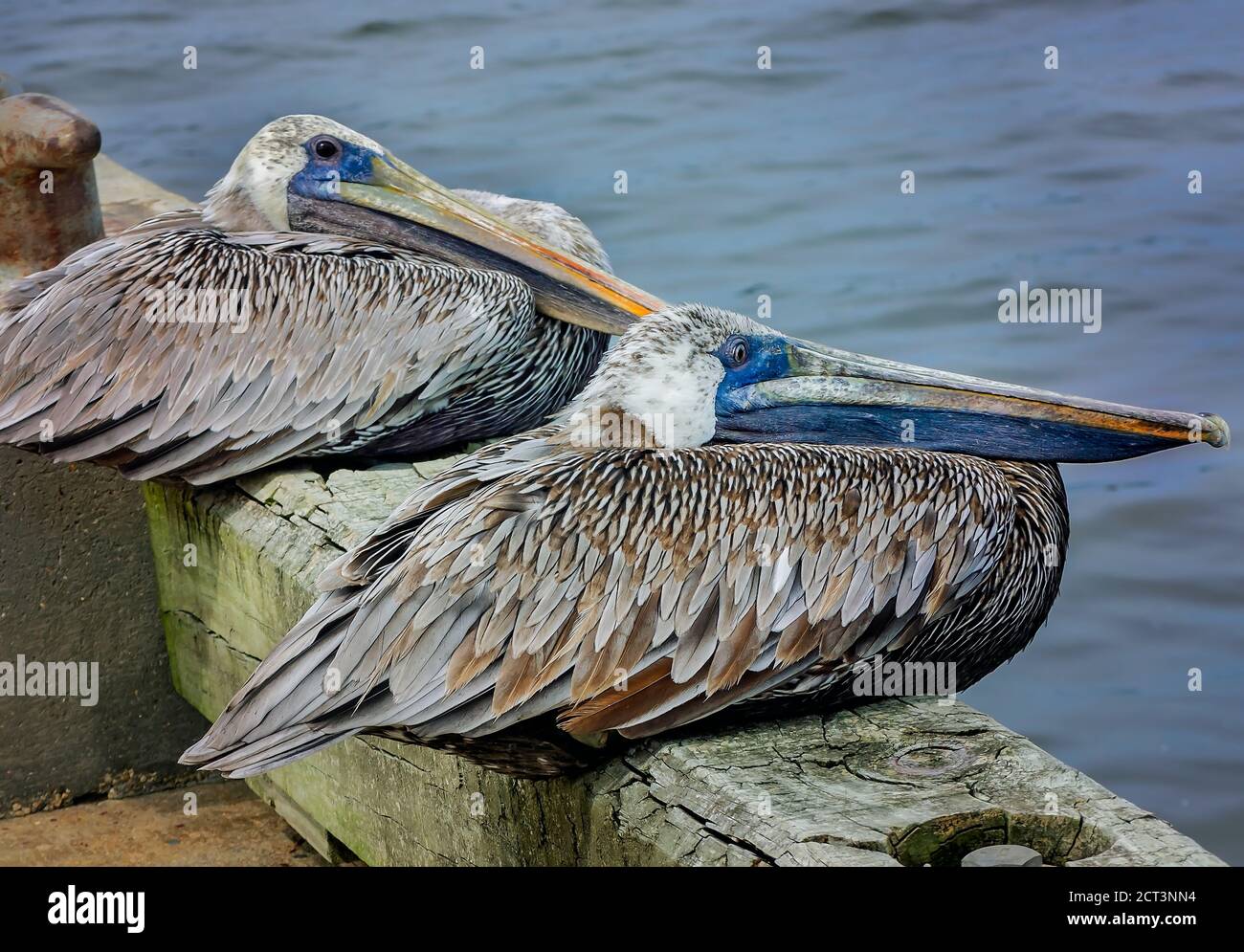 Senior brown pelican mates perch on a pier together at Palafox Pier, Sept. 18, 2020, in Pensacola, Florida. Pelicans live an average of 15-25 years. Stock Photo
