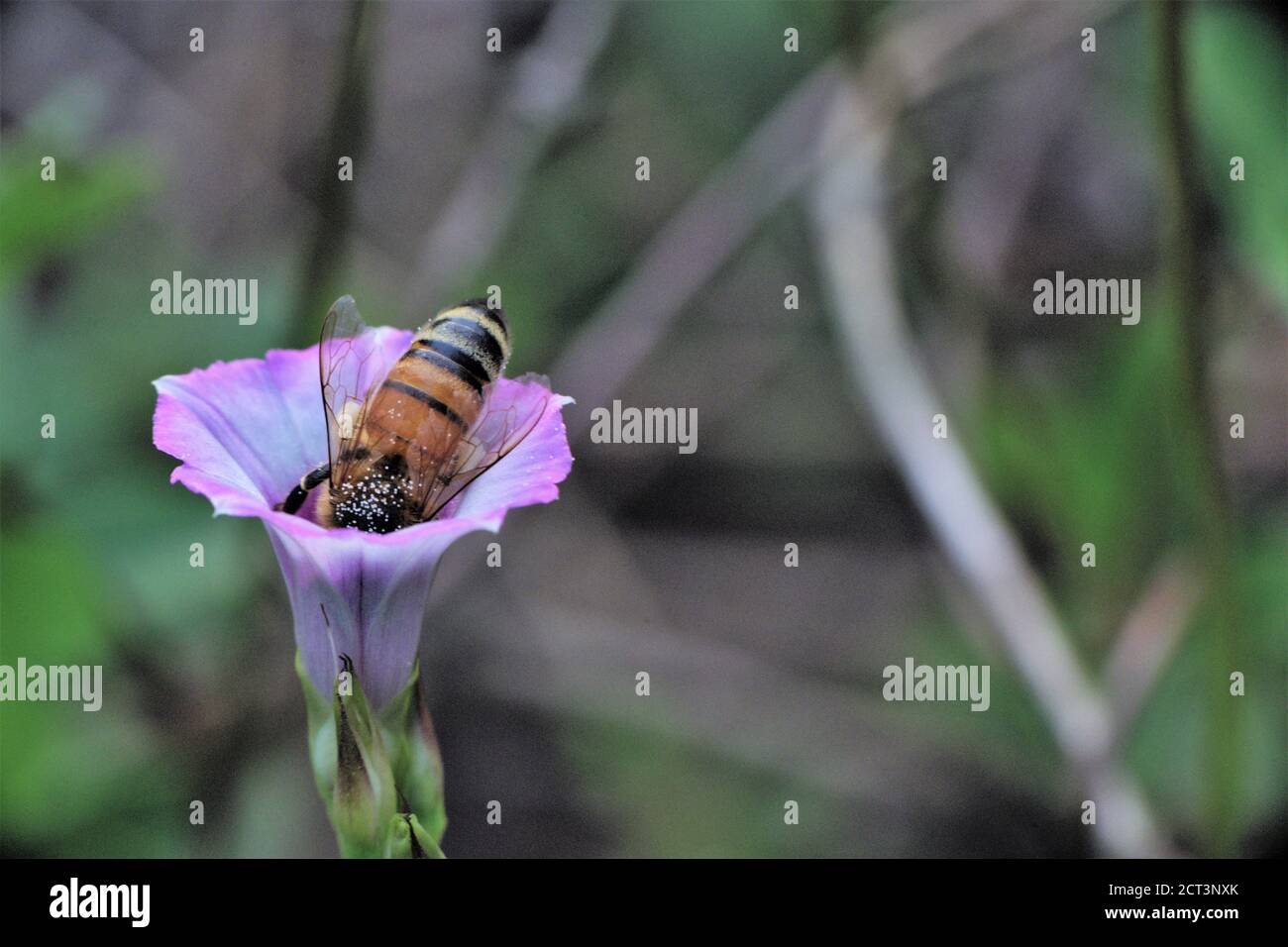 Honey bee covered in pollen hi-res stock photography and images - Alamy