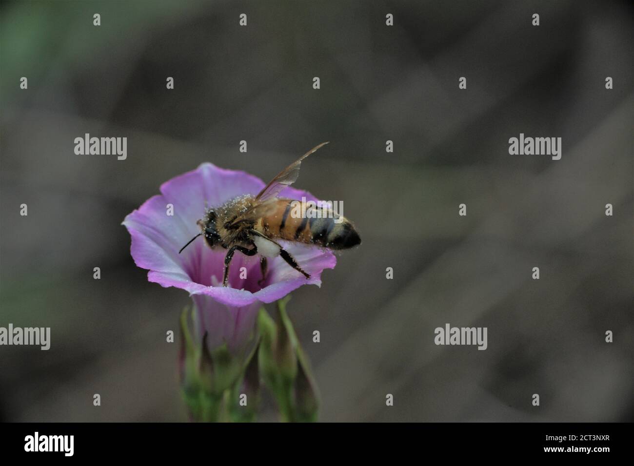 Flying bee pollen covered hi-res stock photography and images - Alamy