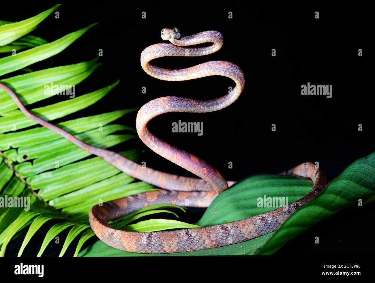 Bidayuh People High Resolution Stock Photography And Images Alamy