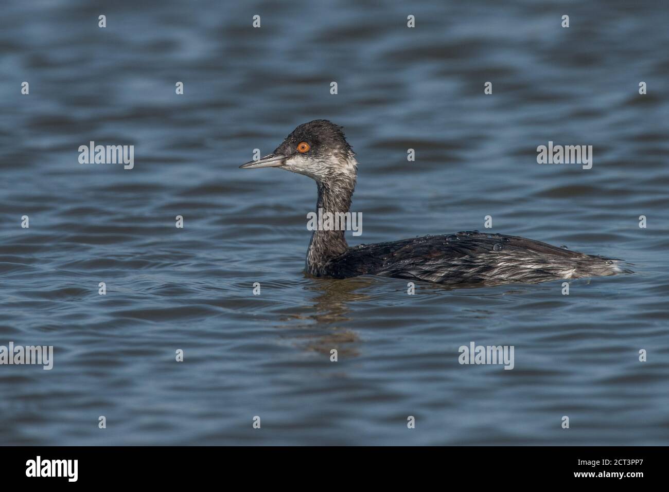 An eared grebe (Podiceps nigricollis) from the Don Edwards San Francisco Bay National Wildlife refuge. Stock Photo