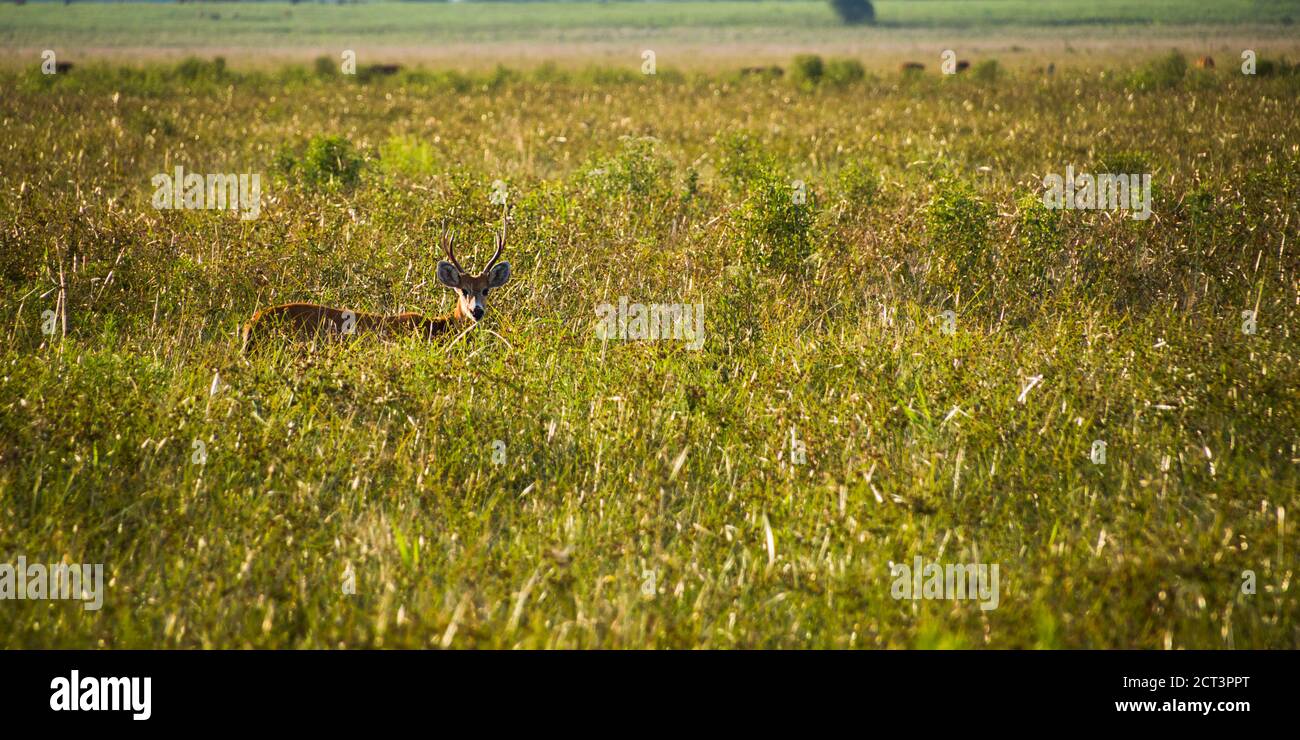 Marsh Deer (Blastocerus Dichotomus), Ibera Wetlands (aka Ibera Marshes), a marshland area in Corrientes Province, Argentina, South America Stock Photo