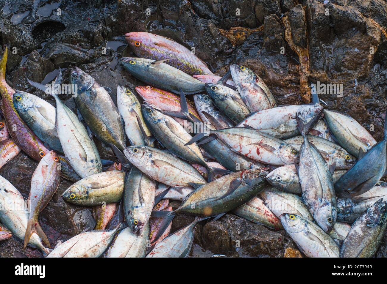 Fishing Industry los roques venezuela Stock Photo