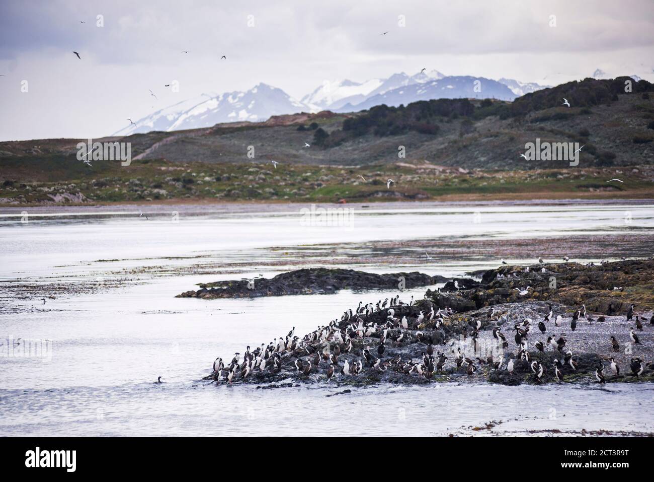 Cormorant colony, Ushuaia in the Beagle Channel (Beagle Strait), Tierra