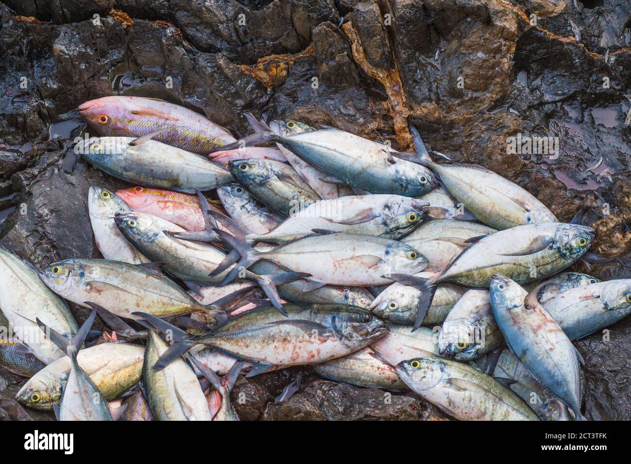 Fish catch on to rocky beach in Los Roques Venezuela, South America, ready to take to the fish market. Stock Photo