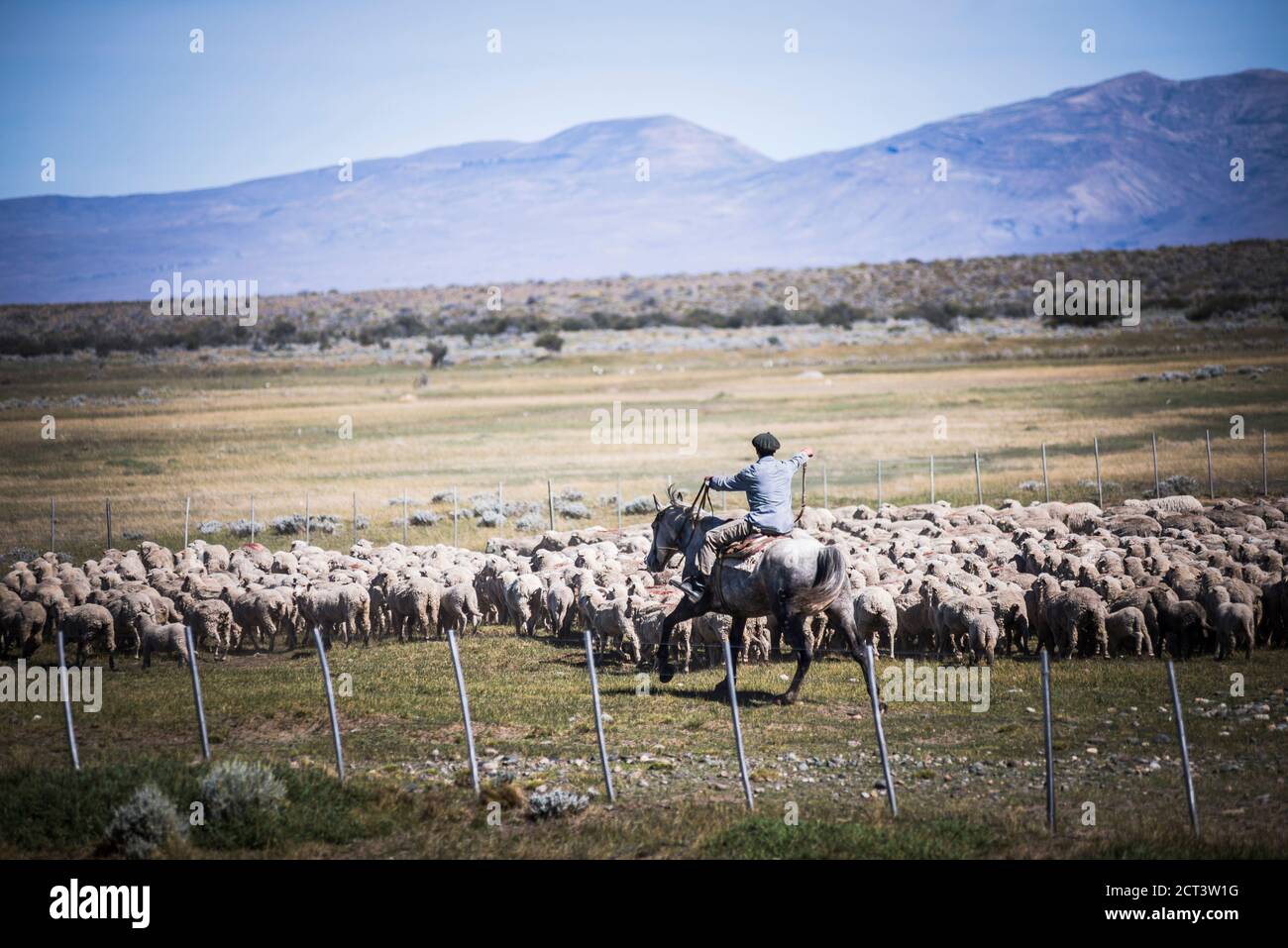 Gauchos riding horses to round up sheep, El Chalten, Patagonia, Argentina, South America Stock Photo