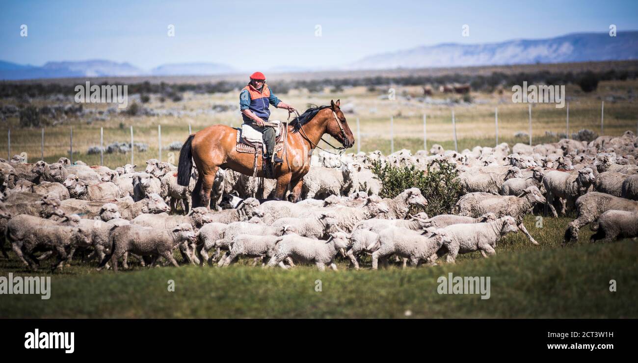 Gauchos riding horses to round up sheep, El Chalten, Patagonia, Argentina, South America Stock Photo