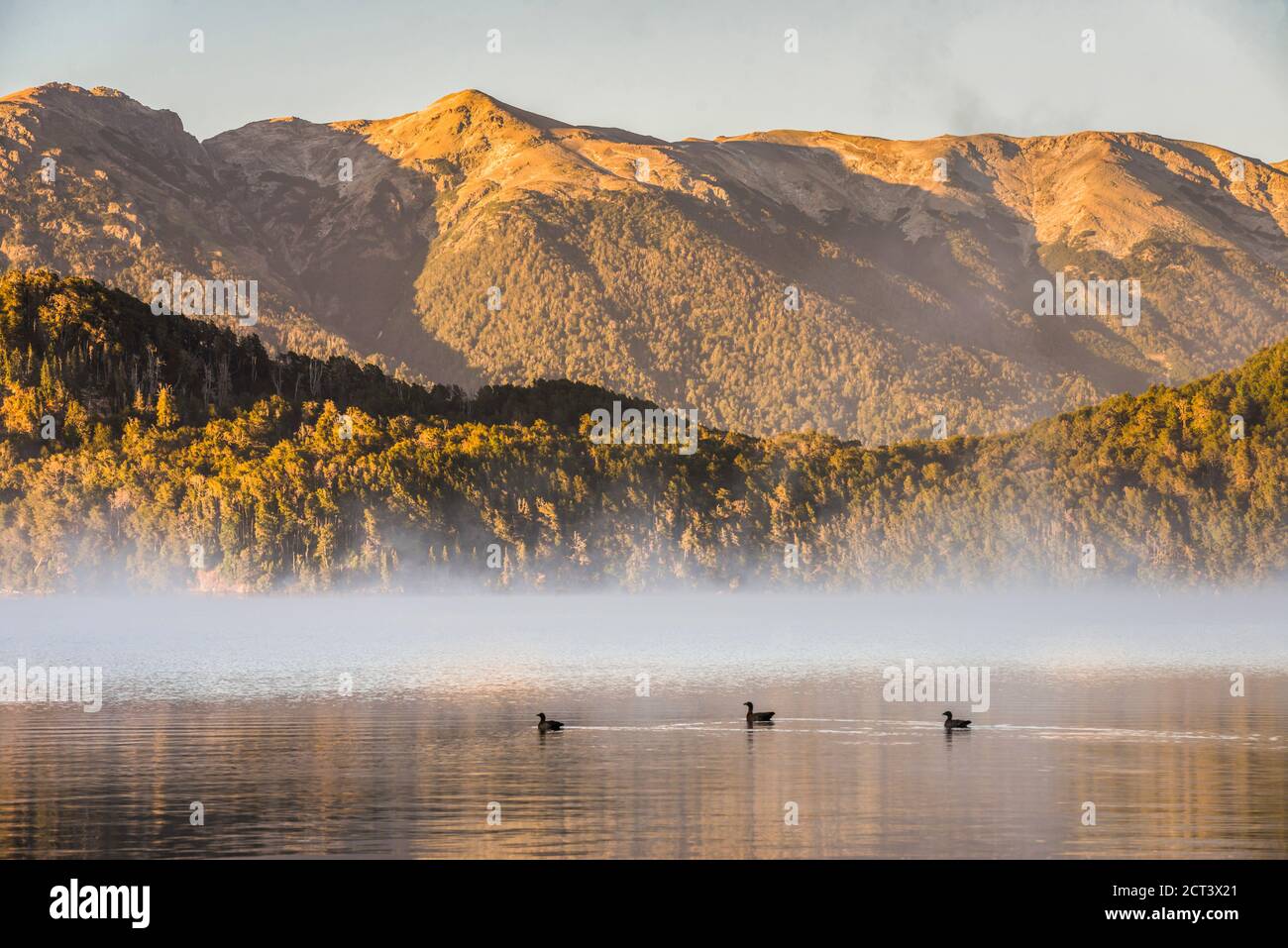 Ducks on a misty Lake Nahuel Huapi at sunrise, Villa la Angostura, Neuquen, Patagonia, Argentina, South America Stock Photo