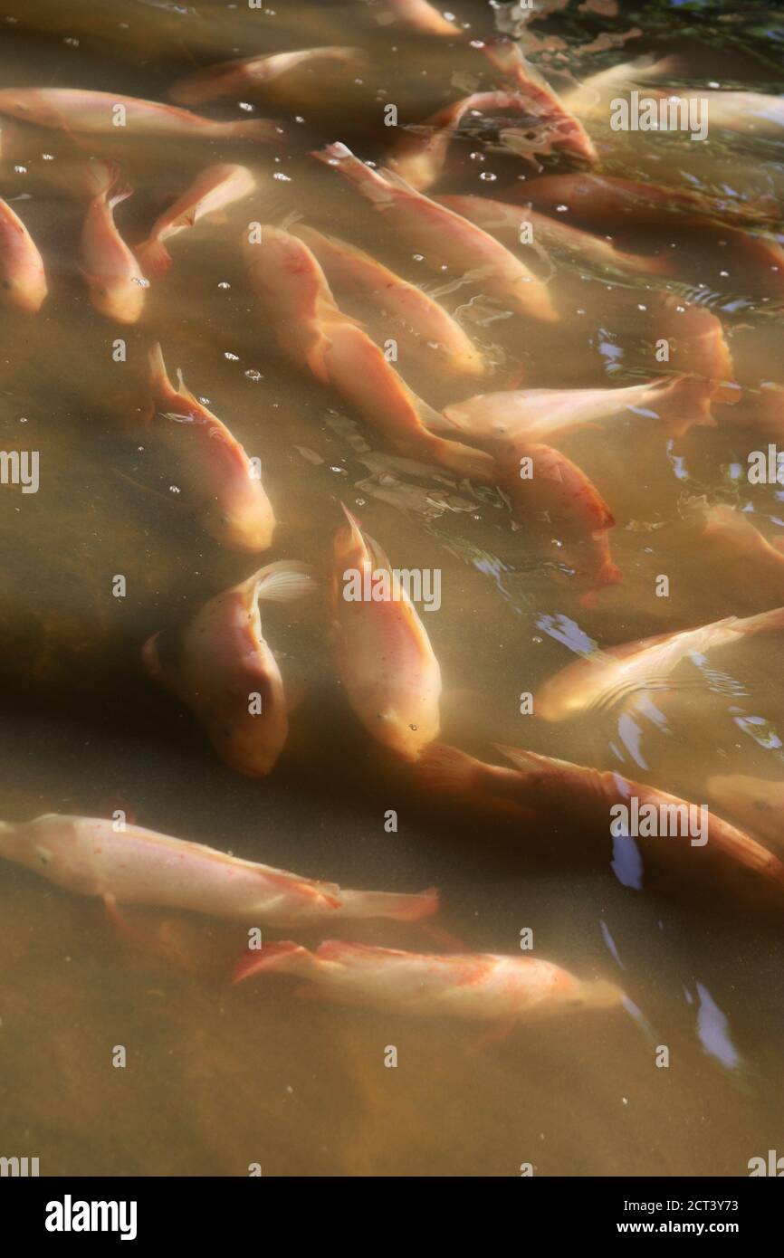 Tilapia farming in Malaysia Stock Photo Alamy
