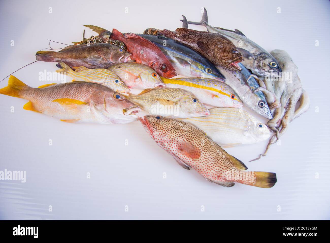 Food: group of healthy fresh raw seafood shot from above on white background. The composition includes fish Yellow tail Snapper, Great Barracuda, lobs Stock Photo
