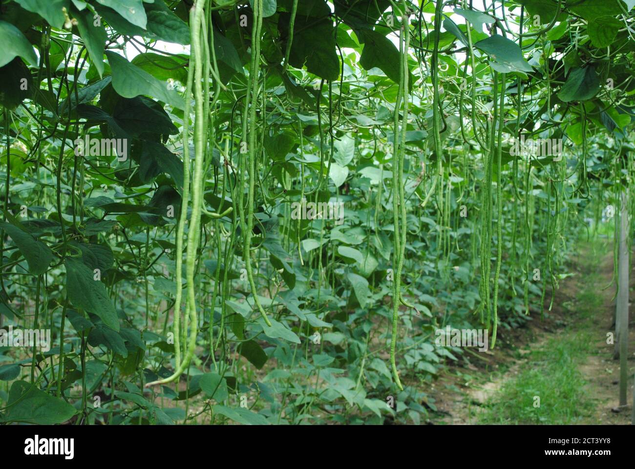 Long beans grow in farm Stock Photo Alamy