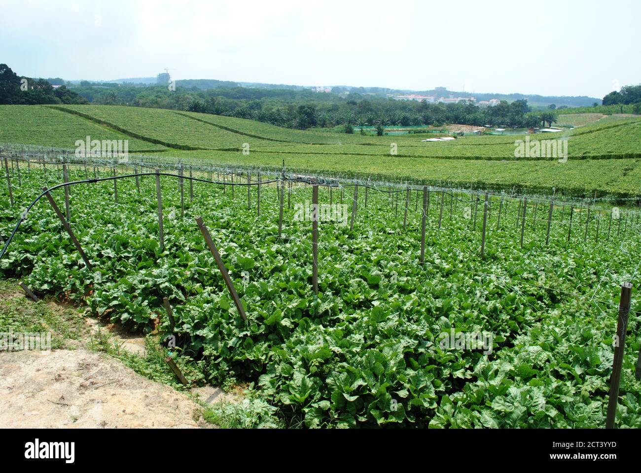 Vegetable farm in Malaysia Stock Photo Alamy