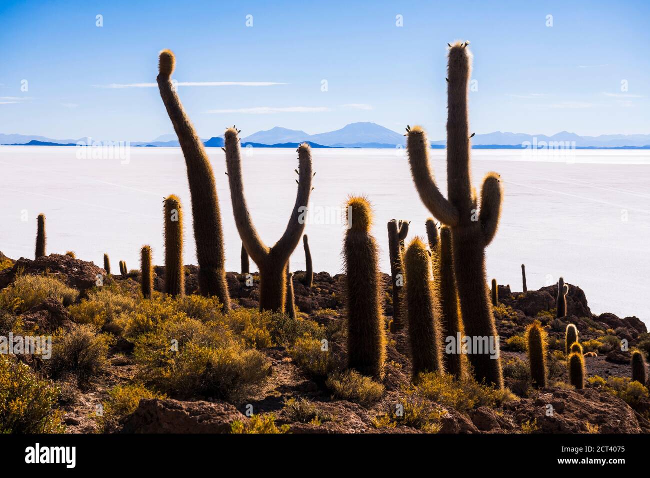 Enormous Cactus On Fish Island Isla Incahuasi Uyuni Salt Flats enormous-cactus-on-fish-island-isla-incahuasi-uyuni-salt-flats