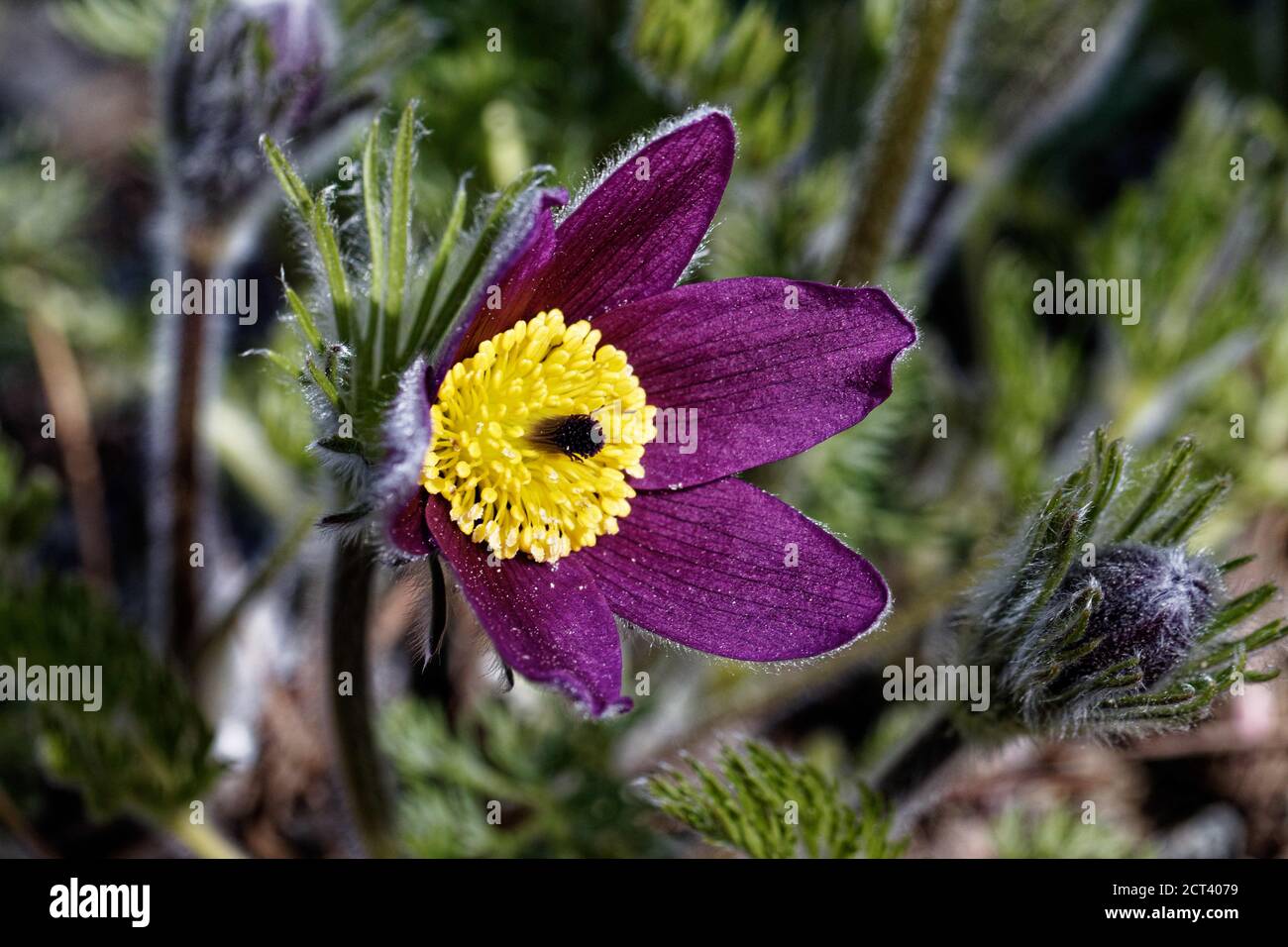 The genus Pulsatilla is also called pasque flower (or pasqueflower), wind flower, prairie crocus, Easter flower, and meadow anemone. Stock Photo