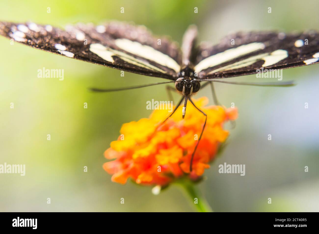 Butterfly, Mashpi Cloud Forest, Choco Rainforest, Ecuador, South America Stock Photo