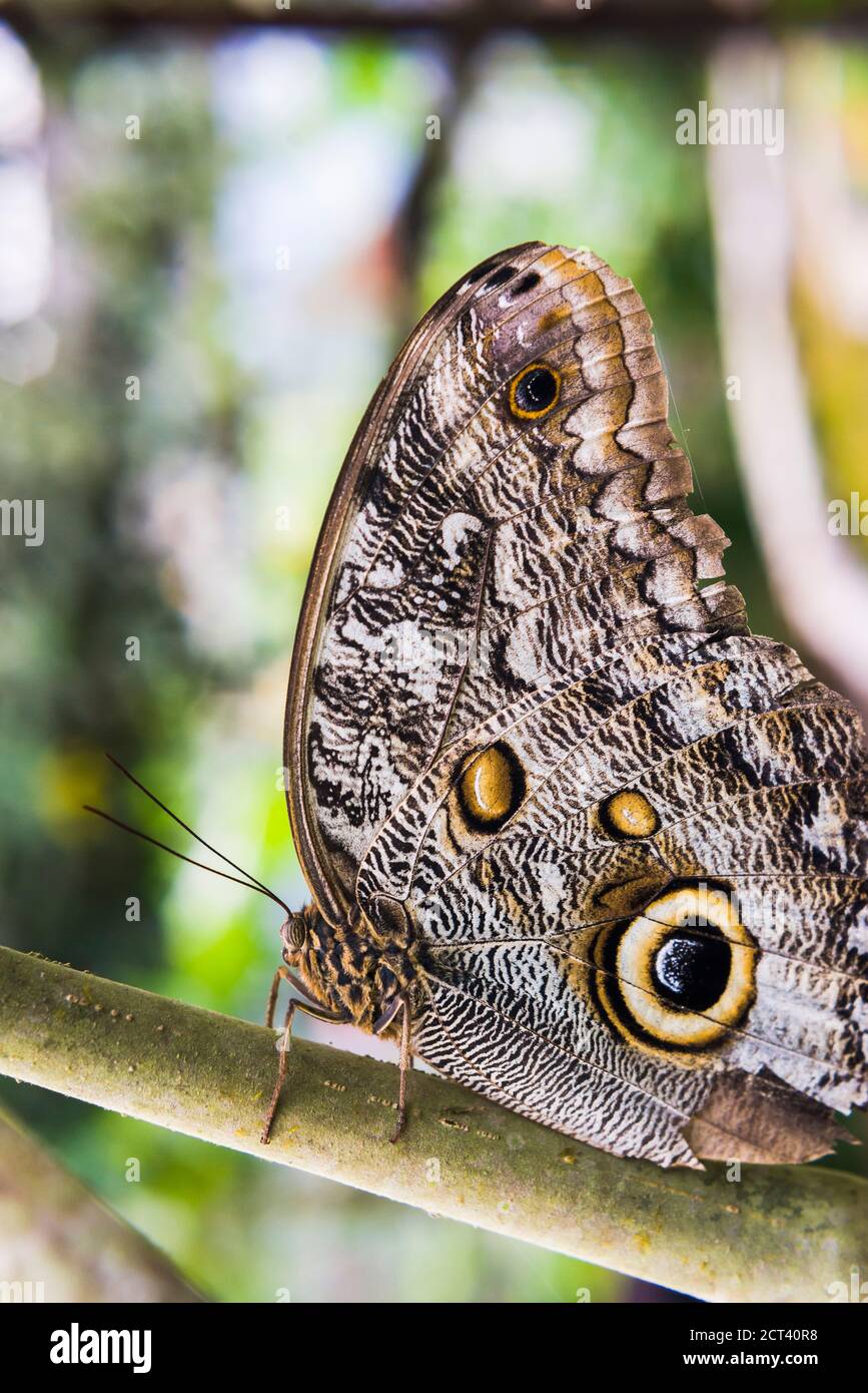 Owl Butterfly, Mashpi Cloud Forest, Choco Rainforest, Ecuador, South America Stock Photo