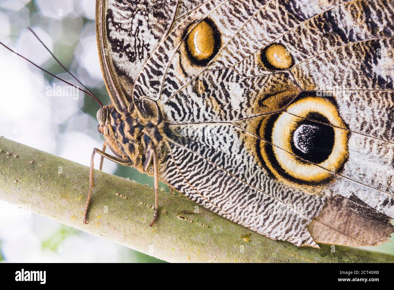 Insect Life In Rainforest High Resolution Stock Photography And Images Alamy