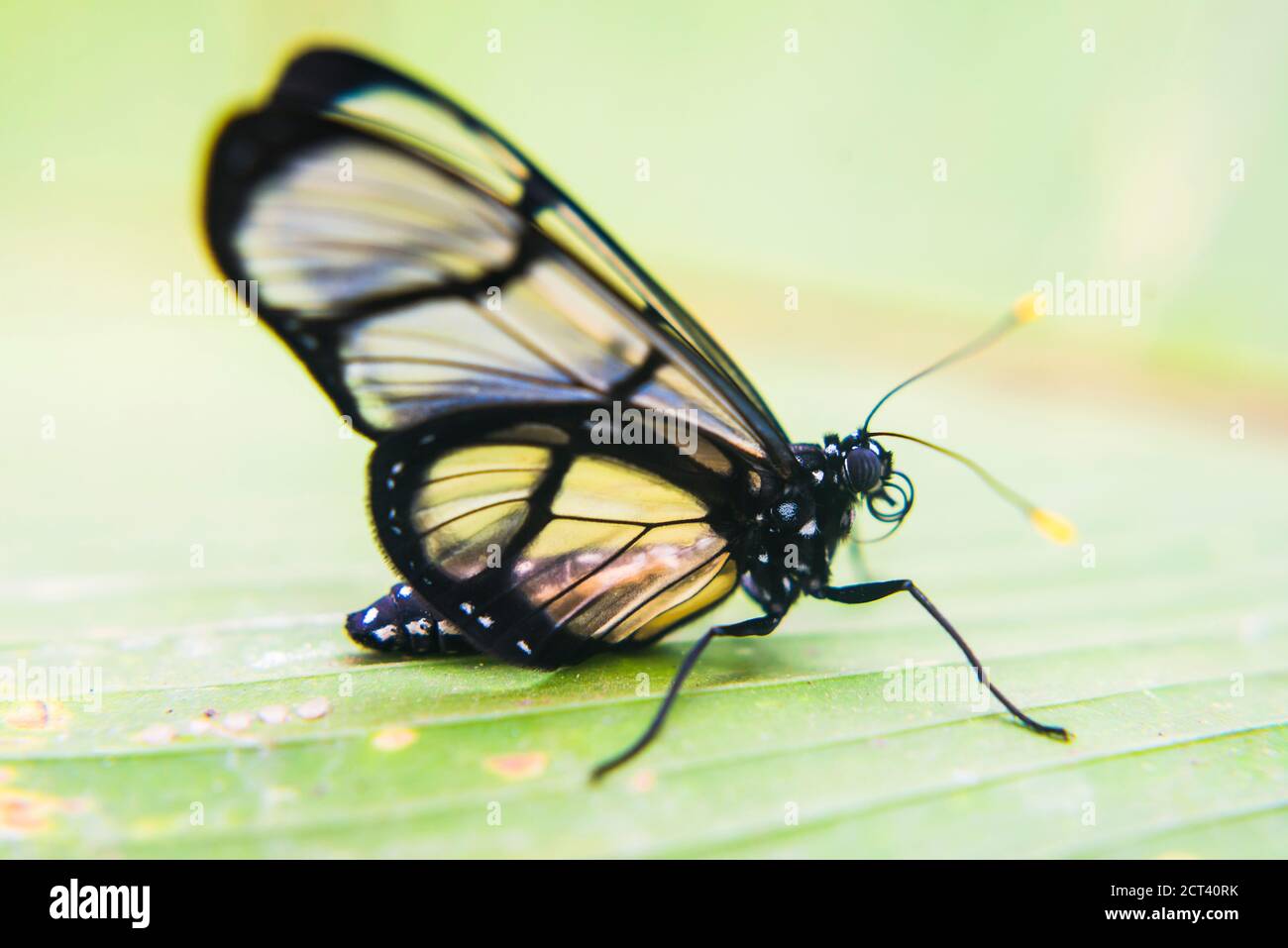 Butterfly, Mashpi Cloud Forest, Choco Rainforest, Ecuador, South America Stock Photo