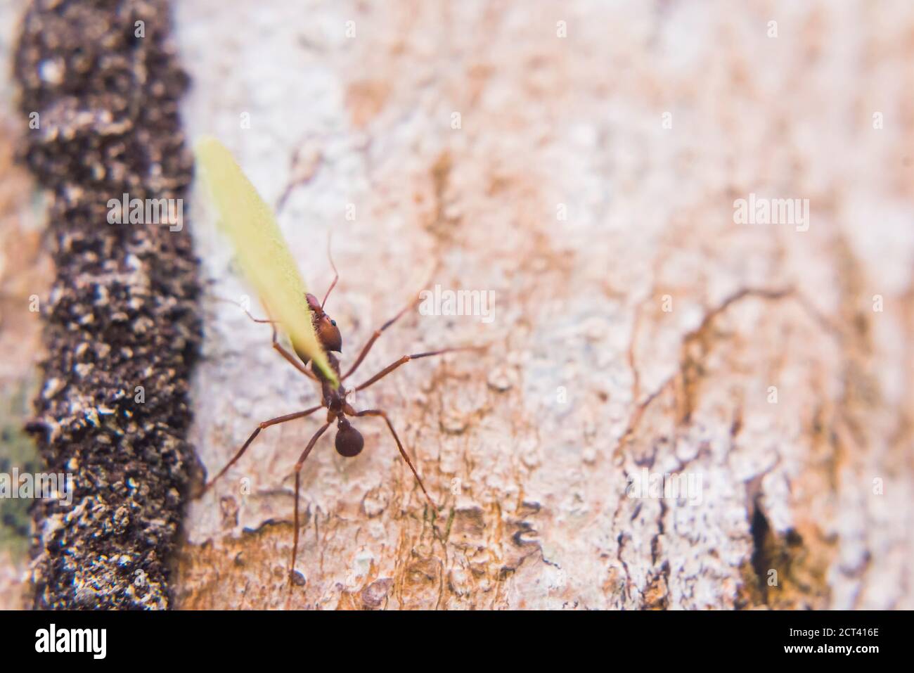 Leafcutter ant, Amazon Rainforest, Coca, Ecuador, South America Stock Photo